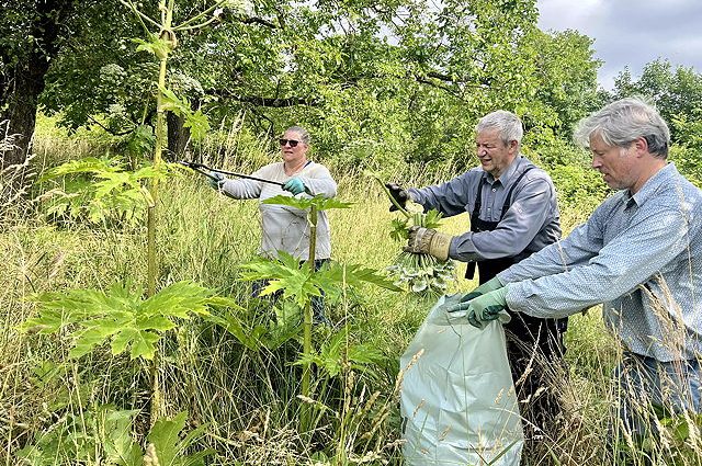 BUND kämpft gegen Riesenbärenklau – Helfer gesucht