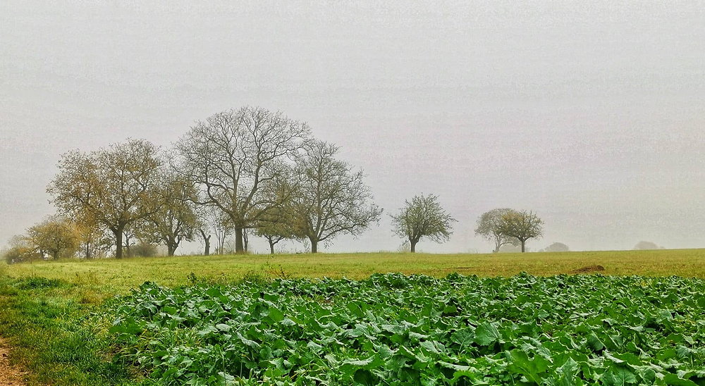 Raimund Rupp: Gute Böden