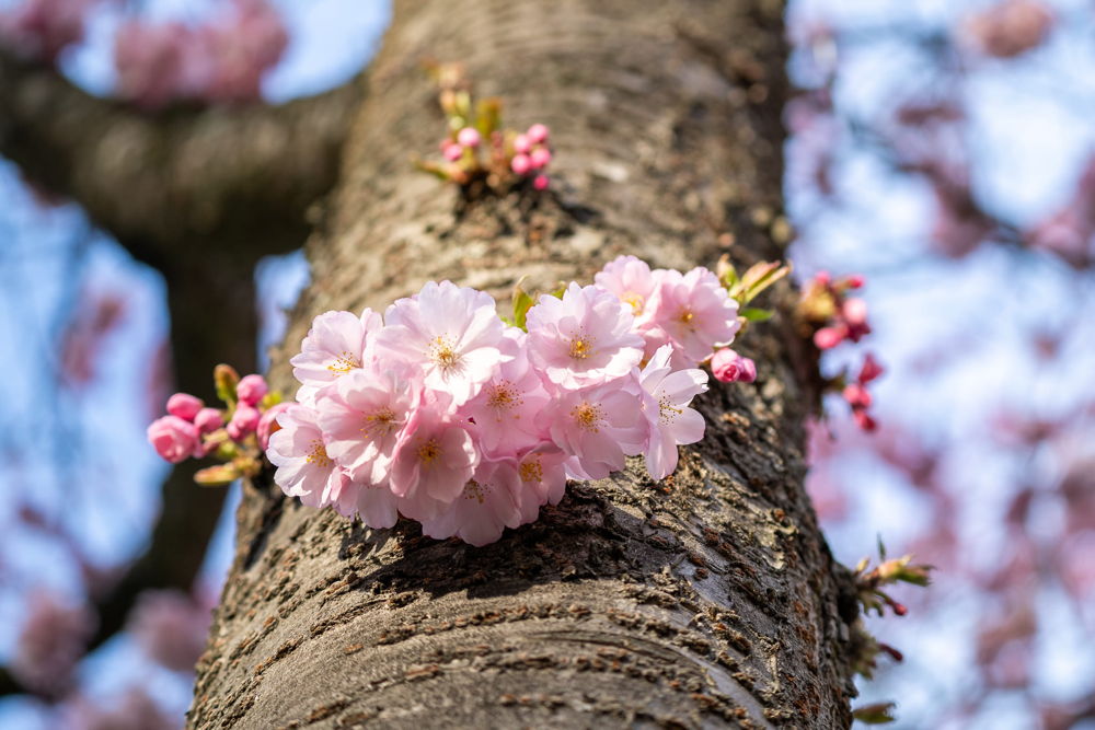 Ramin Mohabat Blüte