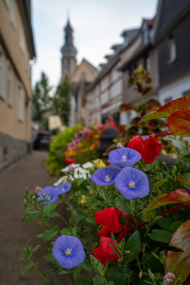 Ramin Mohabat Blumenpracht