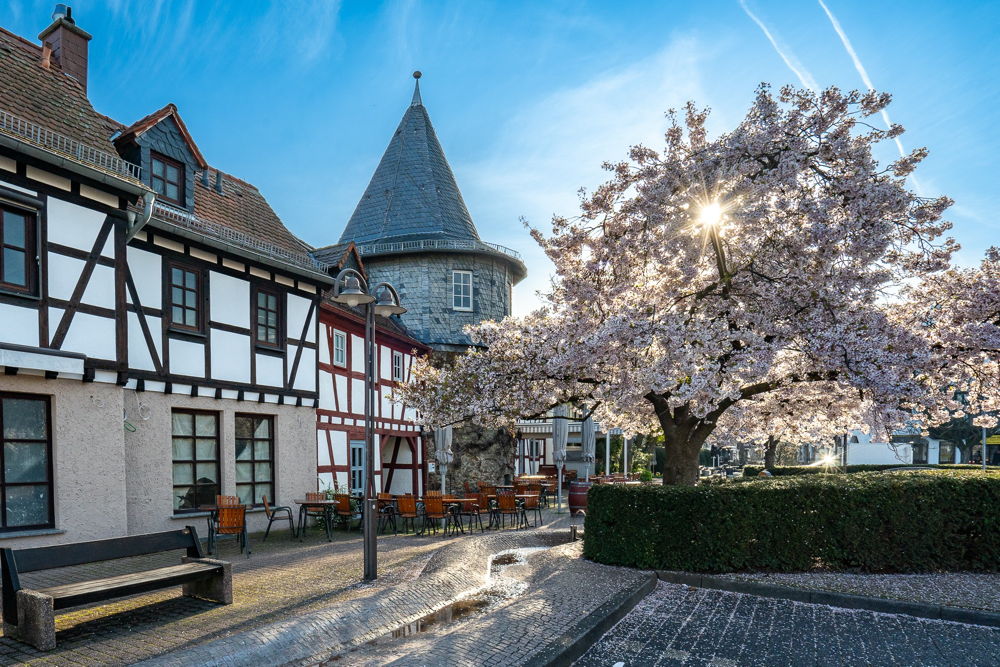 Ramin Mohabat Kirschblüte