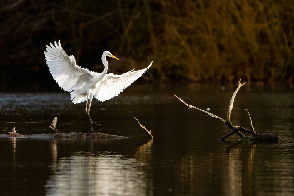Ramin Mohabat Schwanengesang