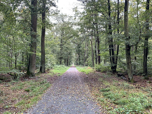 Night dance show and party time with family