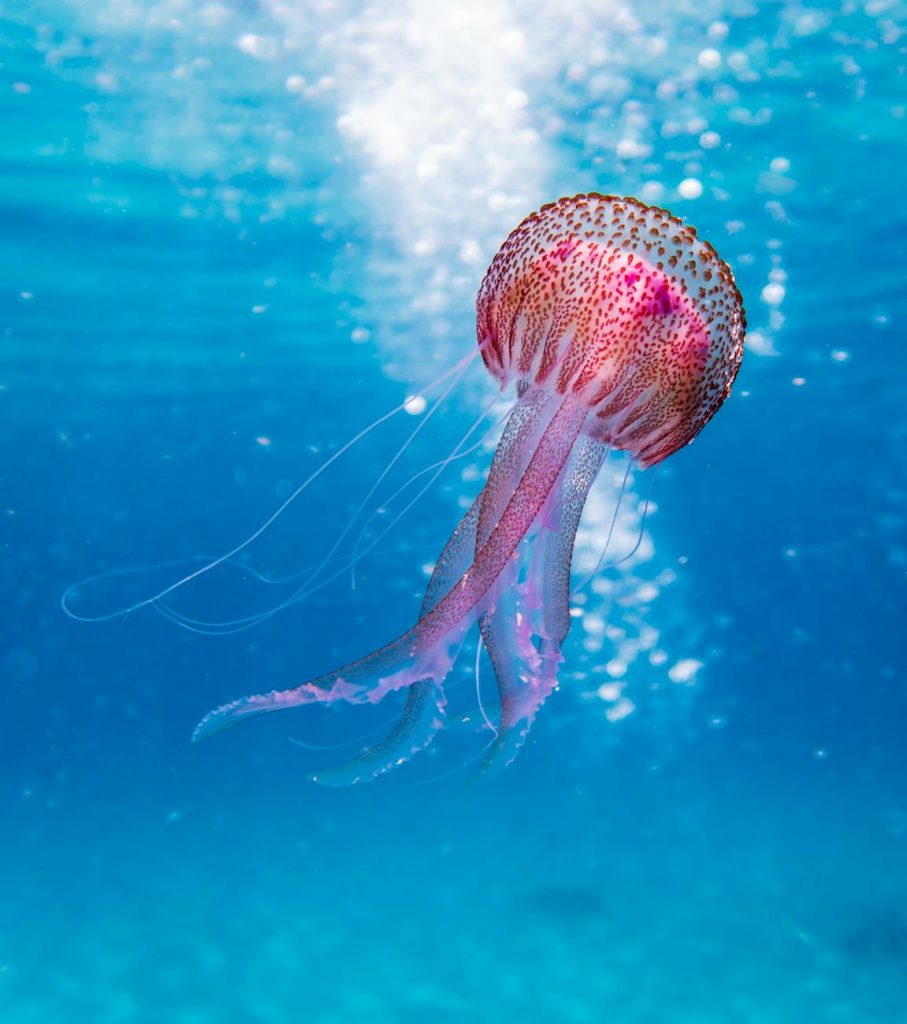 shallow focus photo of pink and brown jellyfish